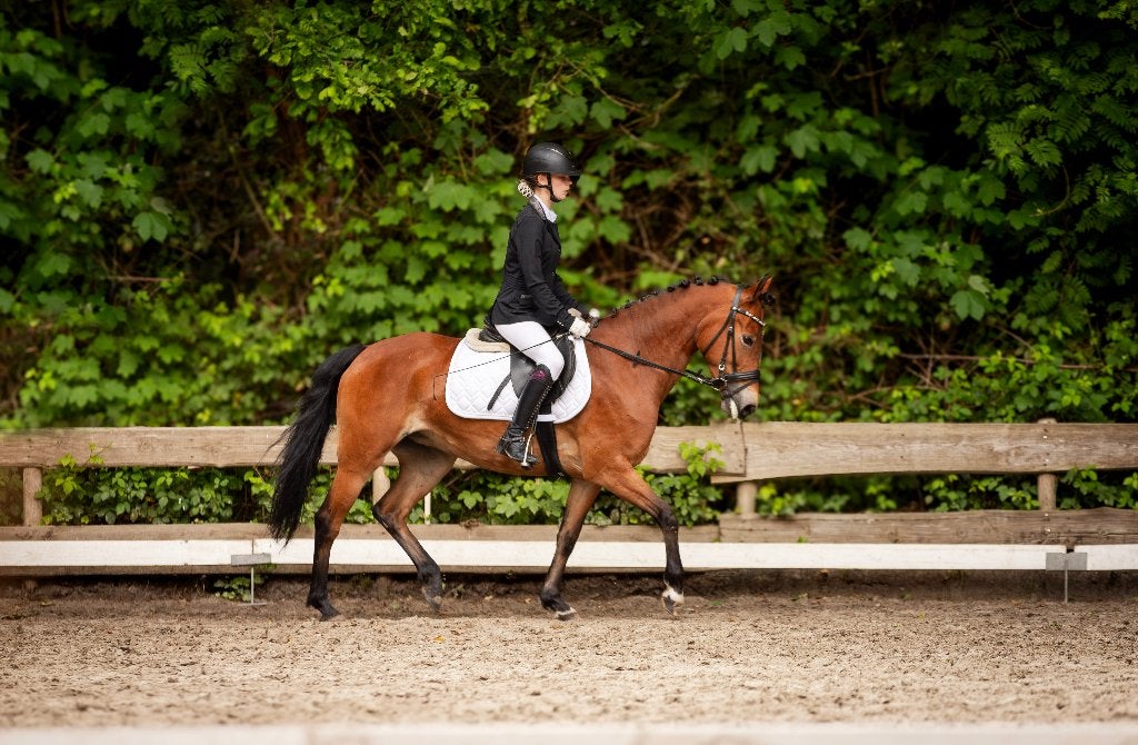 New Forrest D pony te koop, Dieren en Toebehoren, Pony's, Merrie, Met stamboom, Springpony, L