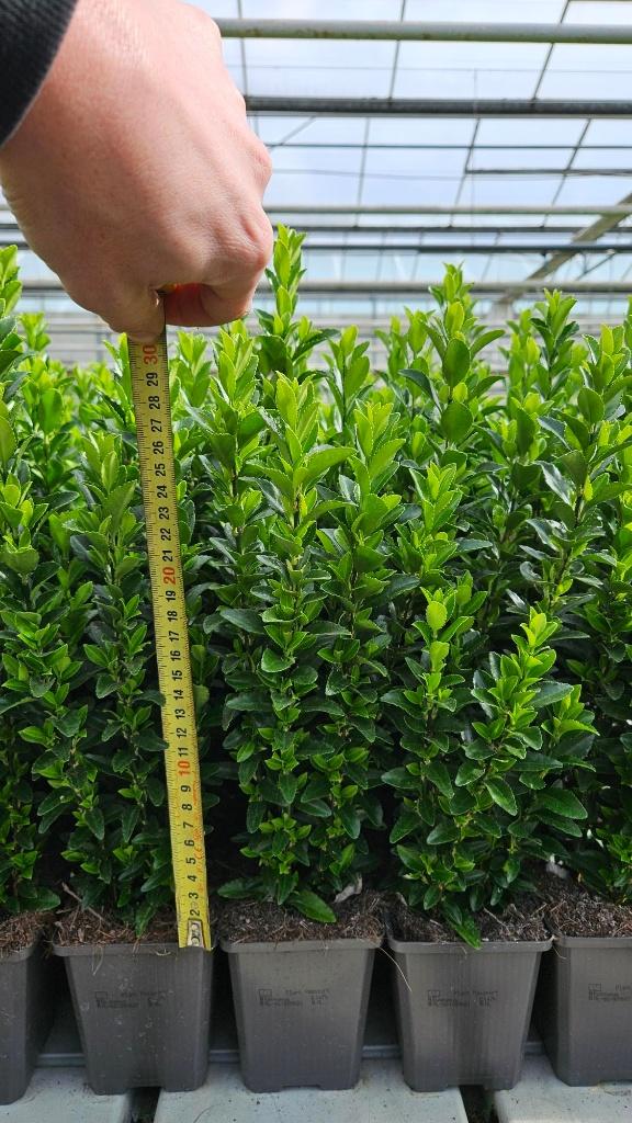 Euonymus Green Spire - Haag - spotgoedkoop - Kardinaalsmuts, Tuin en Terras, Planten | Struiken en Hagen, Ophalen of Verzenden