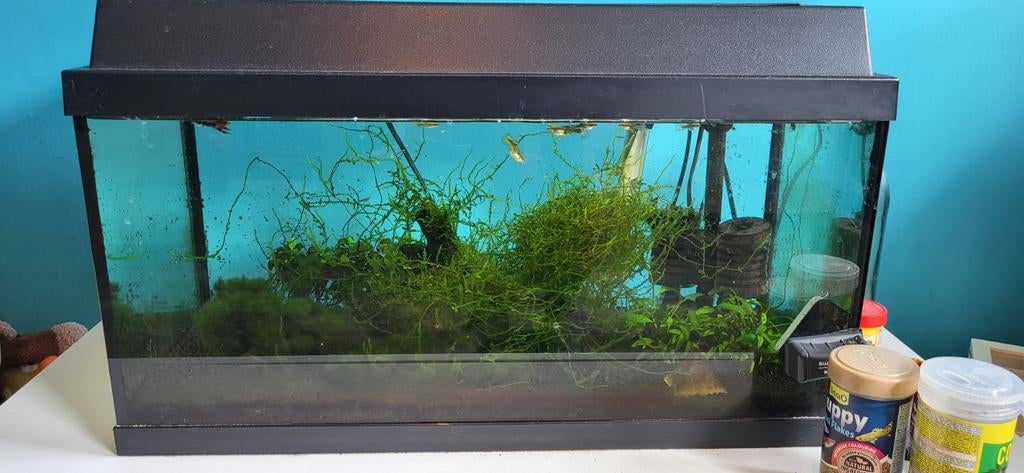 Compleet aquarium met vissen en toebehoren, Dieren en Toebehoren, Ophalen, Gevuld zoetwateraquarium