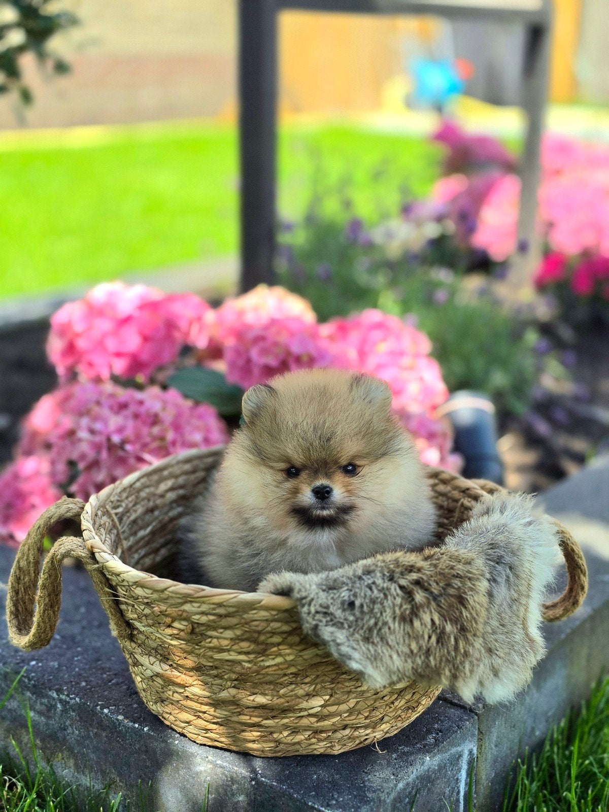 Pomeranian pomeriaan dwergkees pup, Dieren en Toebehoren, Honden | Poolhonden, Keeshonden en Oertypen, Parvo, Keeshond, Reu, 8 tot 15 weken