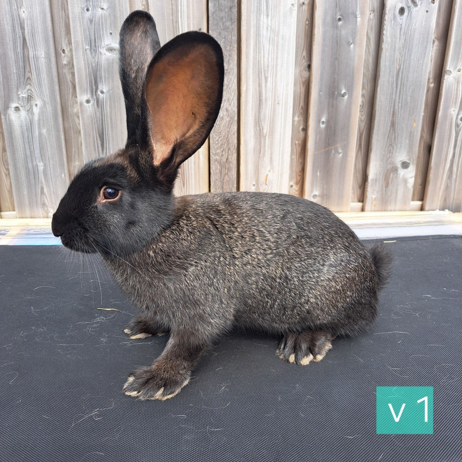 Vlaamse reus / Lotharinger, Meerdere dieren, Groot, 0 tot 2 jaar