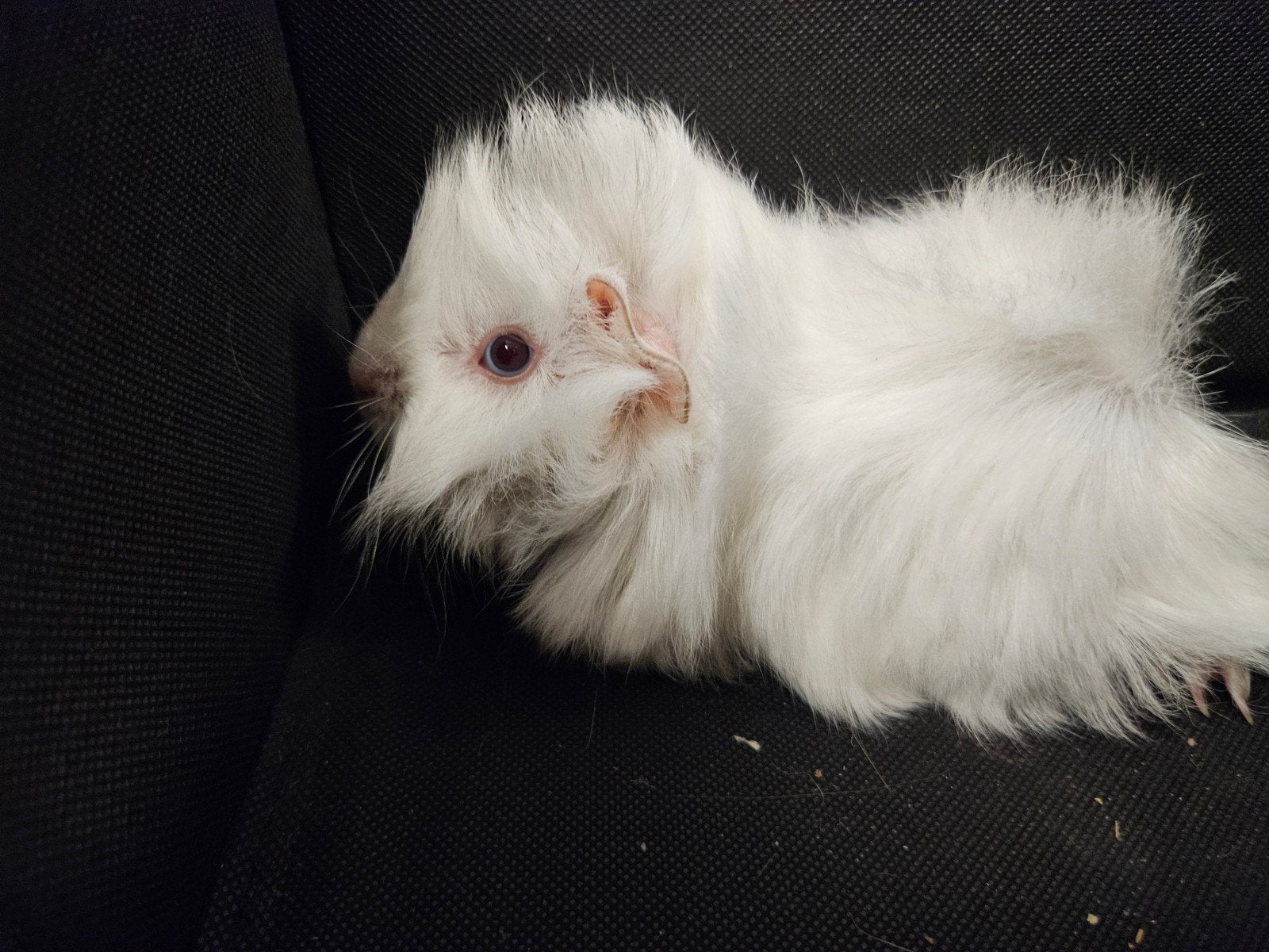 Knappe Cavia Man, Cavia, April, Mannelijk, Tam