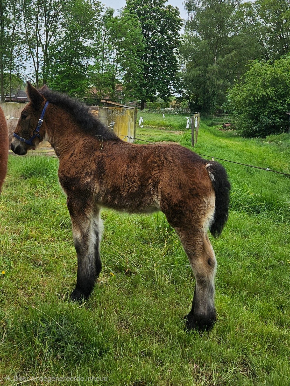 Te koop trekpaard merrieveulen, Dieren en Toebehoren, Pony's, Merrie, Onbeleerd, 0 tot 2 jaar