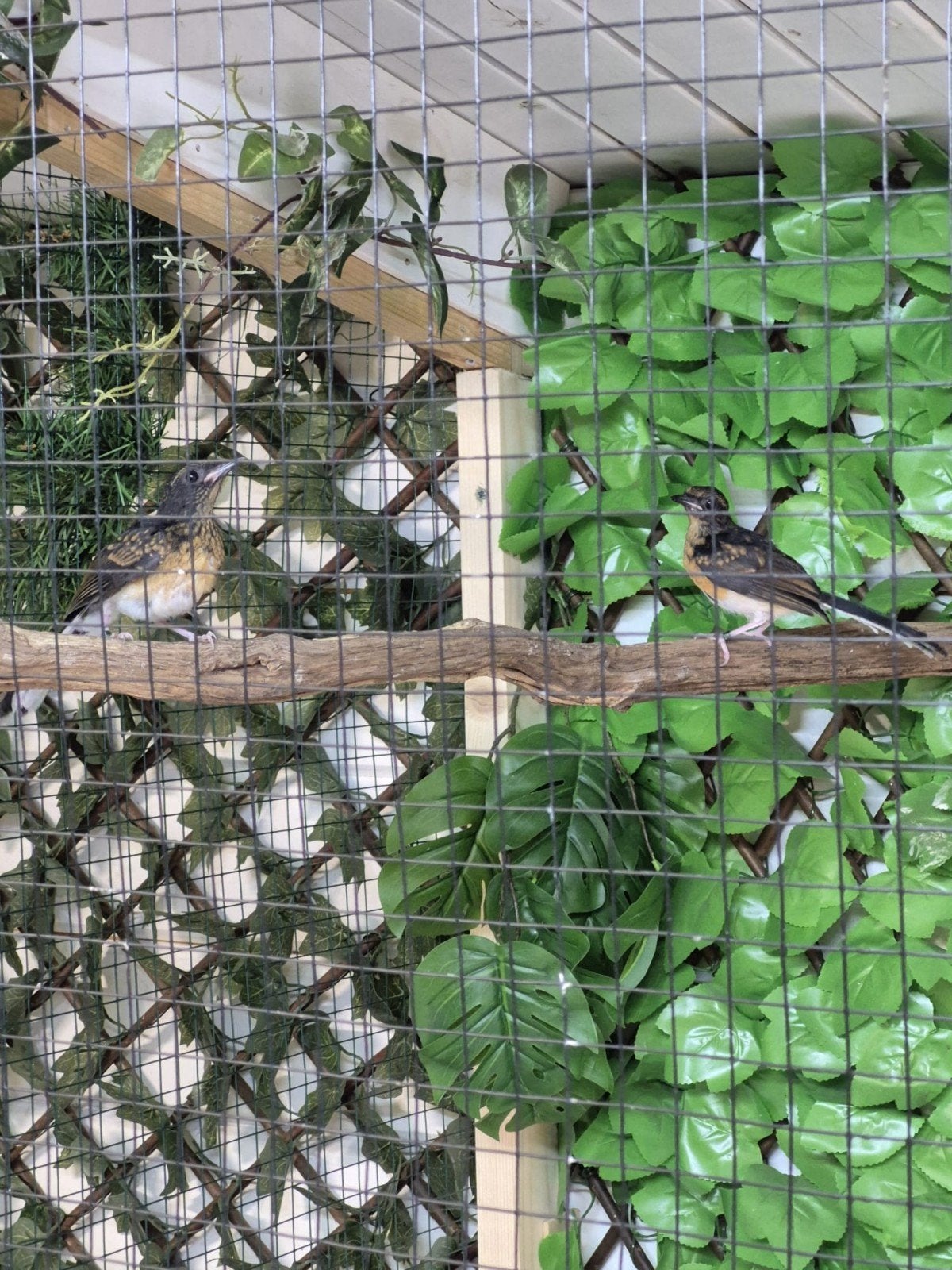 Schamalijsters 1-0, Dieren en Toebehoren, Vogels | Overige Vogels, Mannelijk