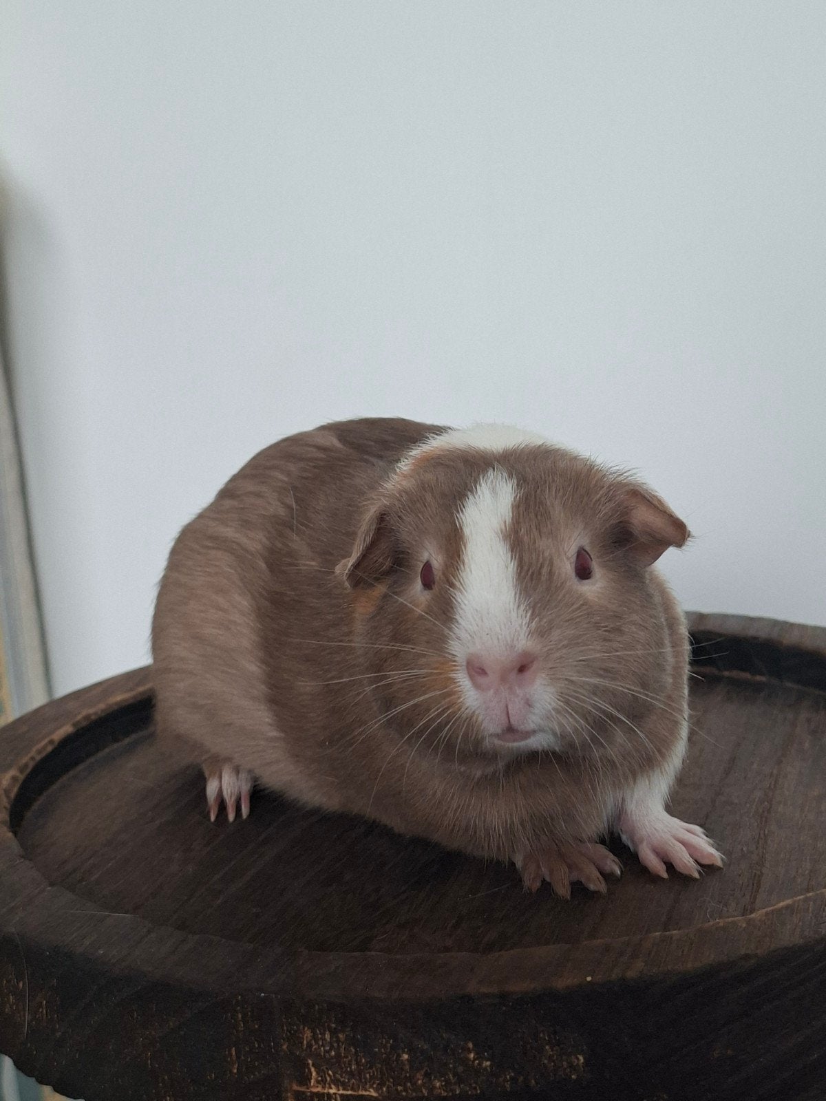 Lilac goud wit zeug gladhaar, us teddy dr, evt met vervoer, Cavia, Augustus, Vrouwelijk, Tam