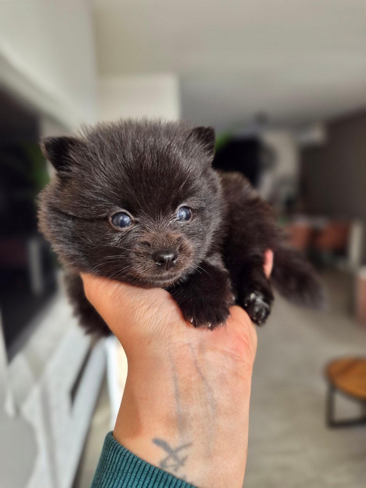 prachtige pomeranian pups, Parvo, Keeshond, 8 tot 15 weken, Meerdere