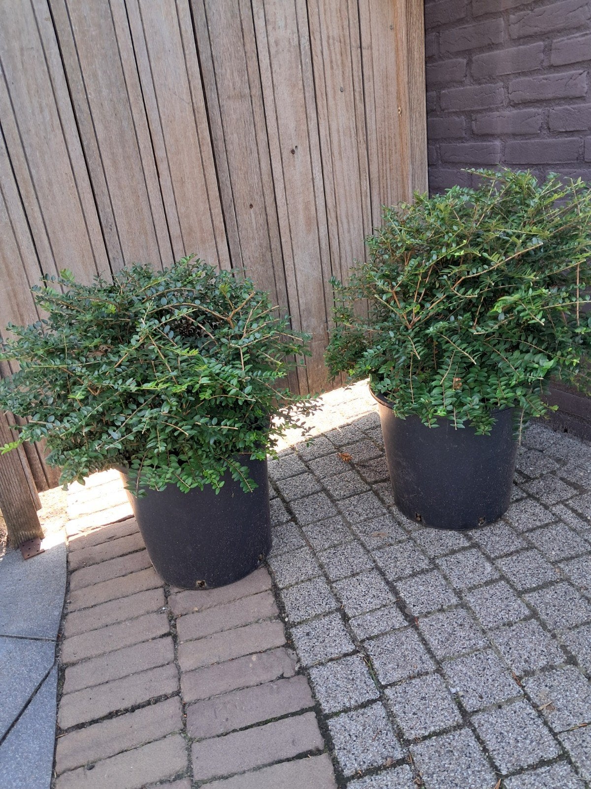 Lonicera bollen 2 stuks. Wintergroen. 50 cm doorsnede, Tuin en Terras, Ophalen, Overige soorten, Minder dan 100 cm