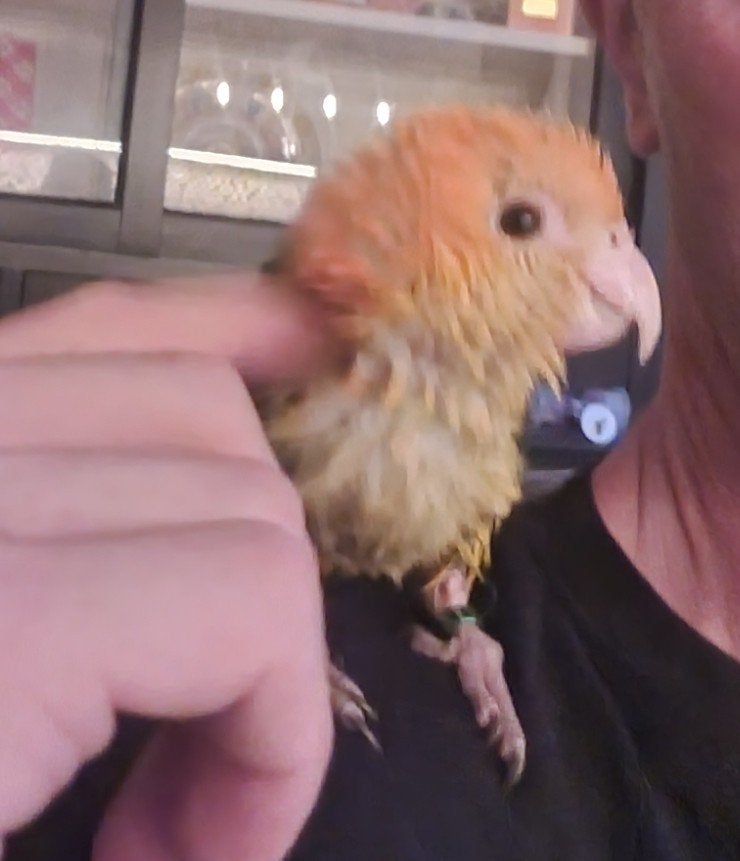tamme roestkop caique, Vrouwelijk, Papegaai, Tam