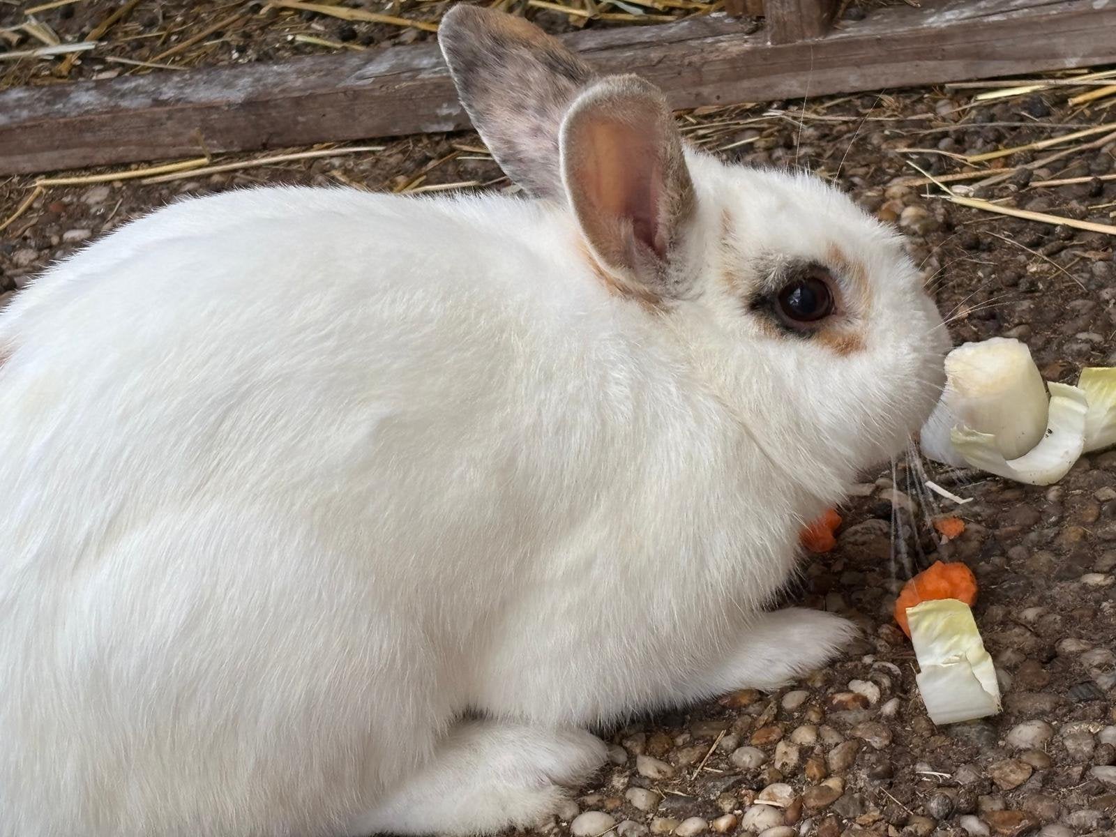 Liefdevol huisje gezocht: Mooi en lief wit konijn (rammetje), Mannelijk, Klein, 0 tot 2 jaar