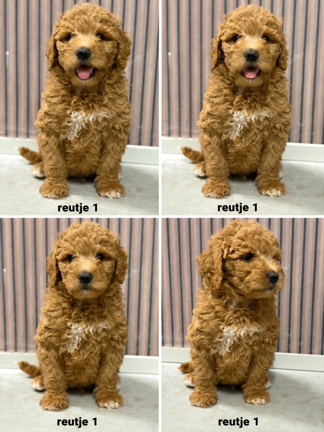 Lieve, mooie labradoodle pups te koop, Dieren en Toebehoren, Honden | Retrievers, Spaniëls en Waterhonden, Parvo, Overige rassen