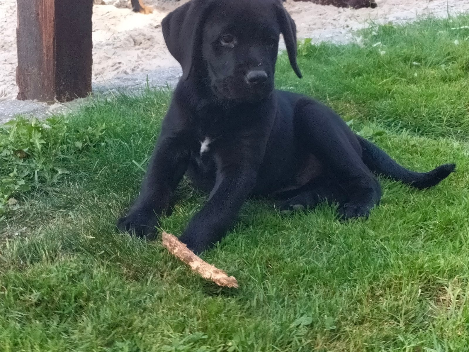 Prachtige zwarte labradors! Reu en teef., Dieren en Toebehoren, 8 tot 15 weken, Labrador retriever, Parvo, Meerdere