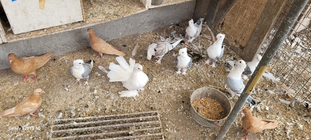 Oud oosterse meeuwkens, Meerdere dieren, Overige soorten