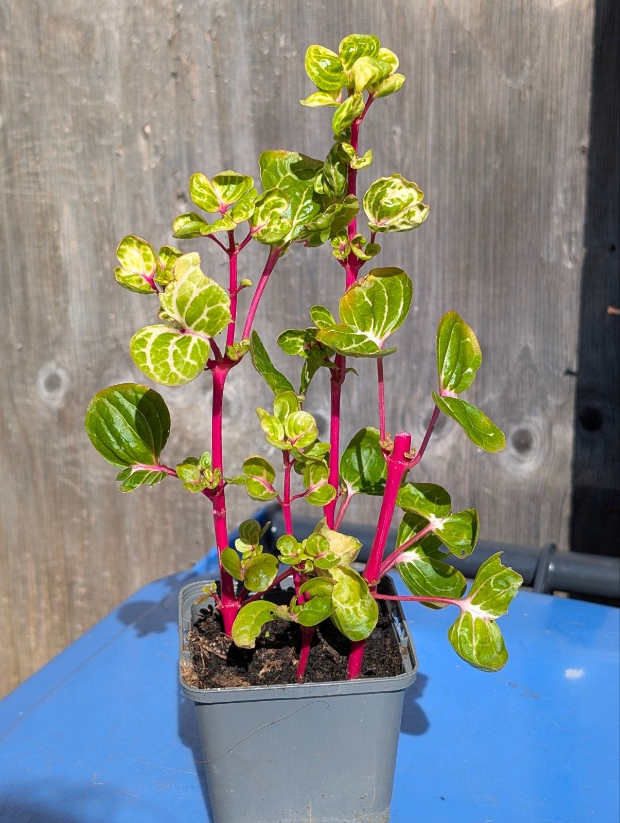 Iresine Herbstii 'Aureoreticulata' - Biefstukplant, Overige soorten, Ophalen of Verzenden, Minder dan 100 cm, Volle zon