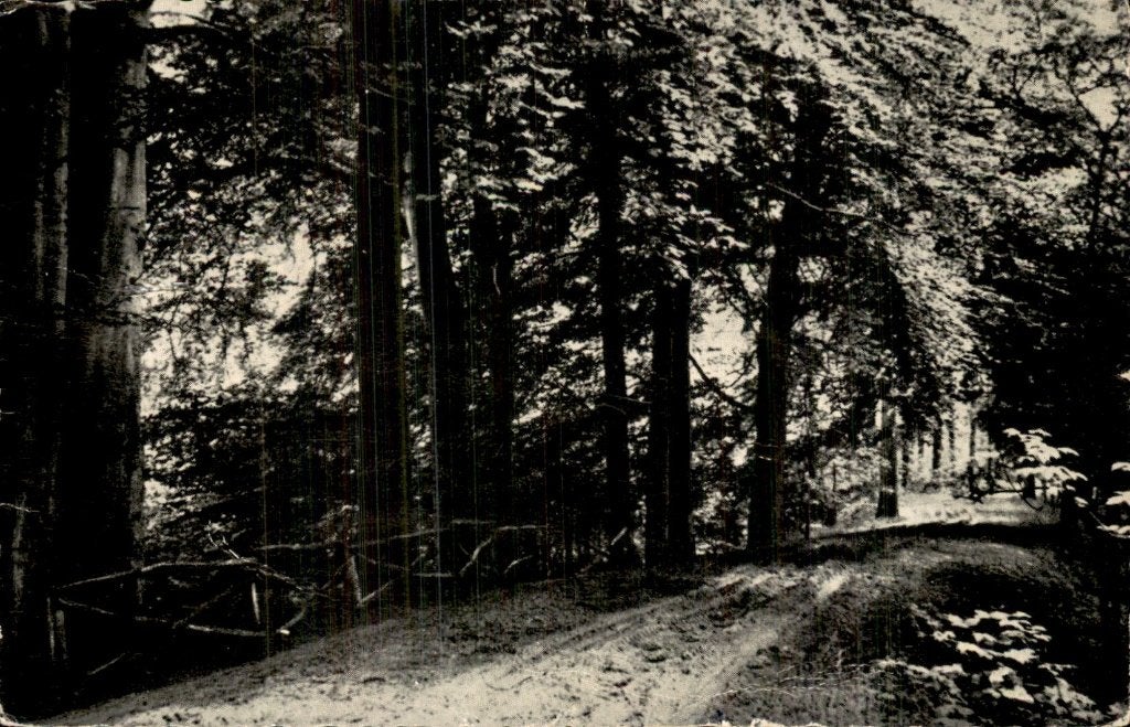 Aalten - Kloosterbos - Bospad, Ophalen of Verzenden, 1920 tot 1940, Ongelopen, Gelderland