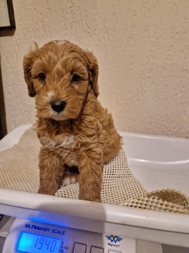 Nog een paar mooie goldendoodle pups zoeken een leuk baasje, Dieren en Toebehoren, Parvo, 8 tot 15 weken, Meerdere, Meerdere dieren