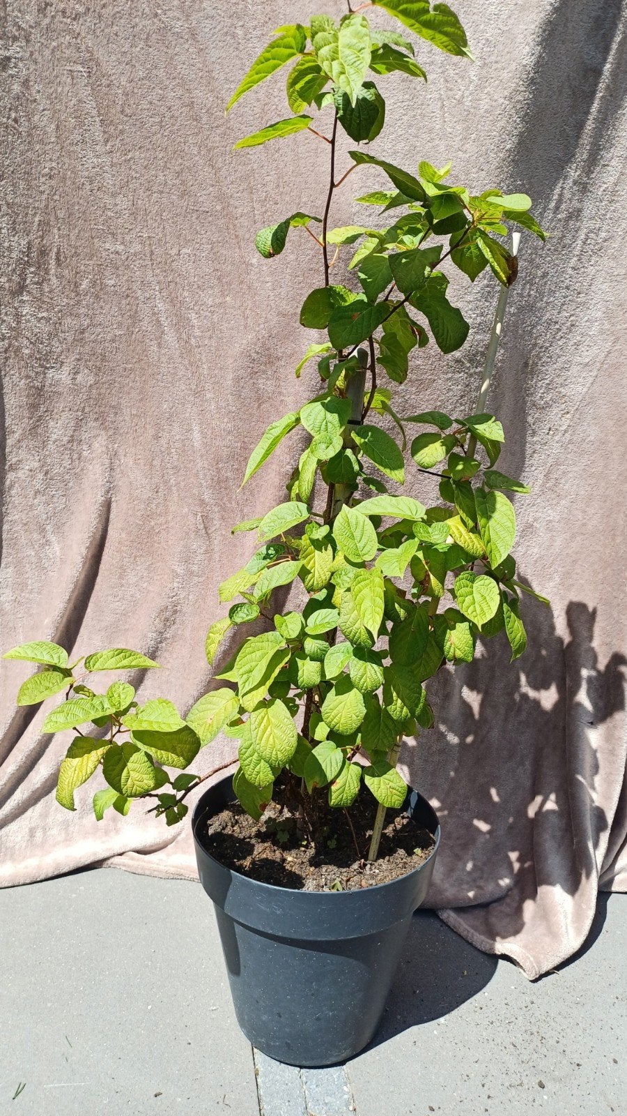 Mini kiwi, Ophalen, Eenjarig, Overige soorten, Volle zon