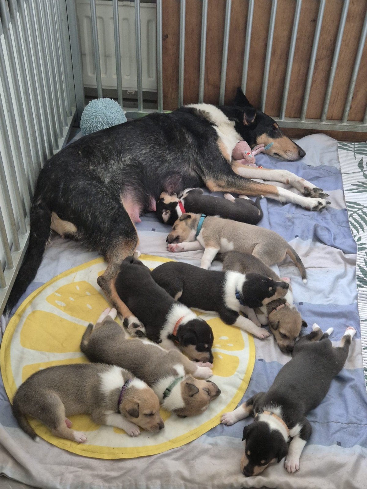 Schotse herder korthaar, Dieren en Toebehoren, Honden | Herdershonden en Veedrijvers, Parvo, 8 tot 15 weken, Meerdere, Meerdere dieren