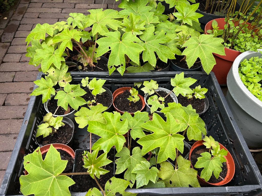 Rijstpapierplant / Tetrapanax Rex, Tuin en Terras, Vaste plant, Bloeit niet, Halfschaduw, Ophalen