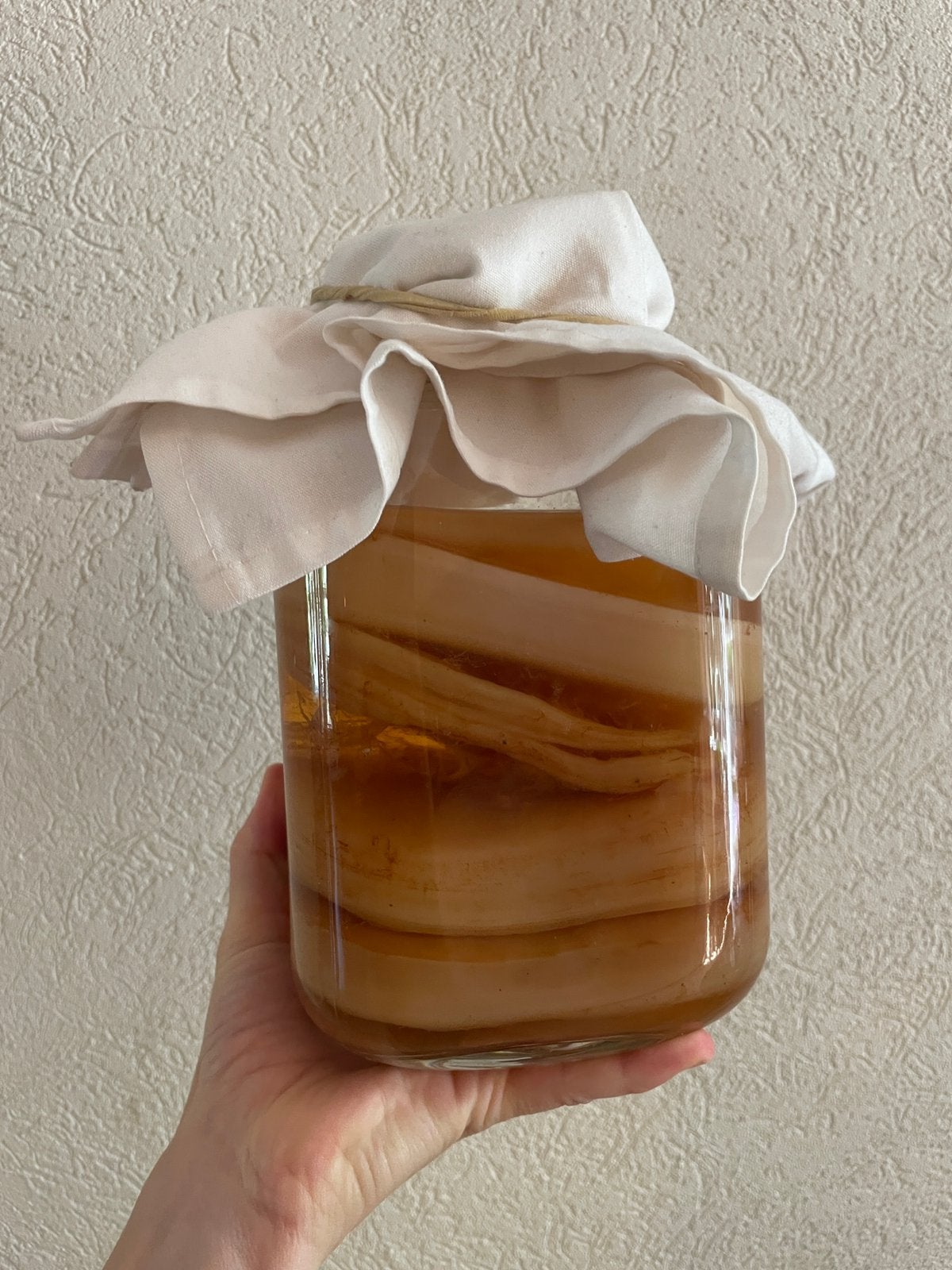 Kombucha SCOBY’s met startersvloeistof, Ophalen