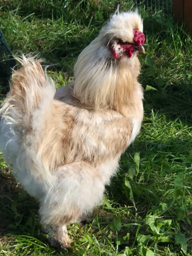 Jonge zijdehoen haan, Dieren en Toebehoren, Mannelijk, Kip