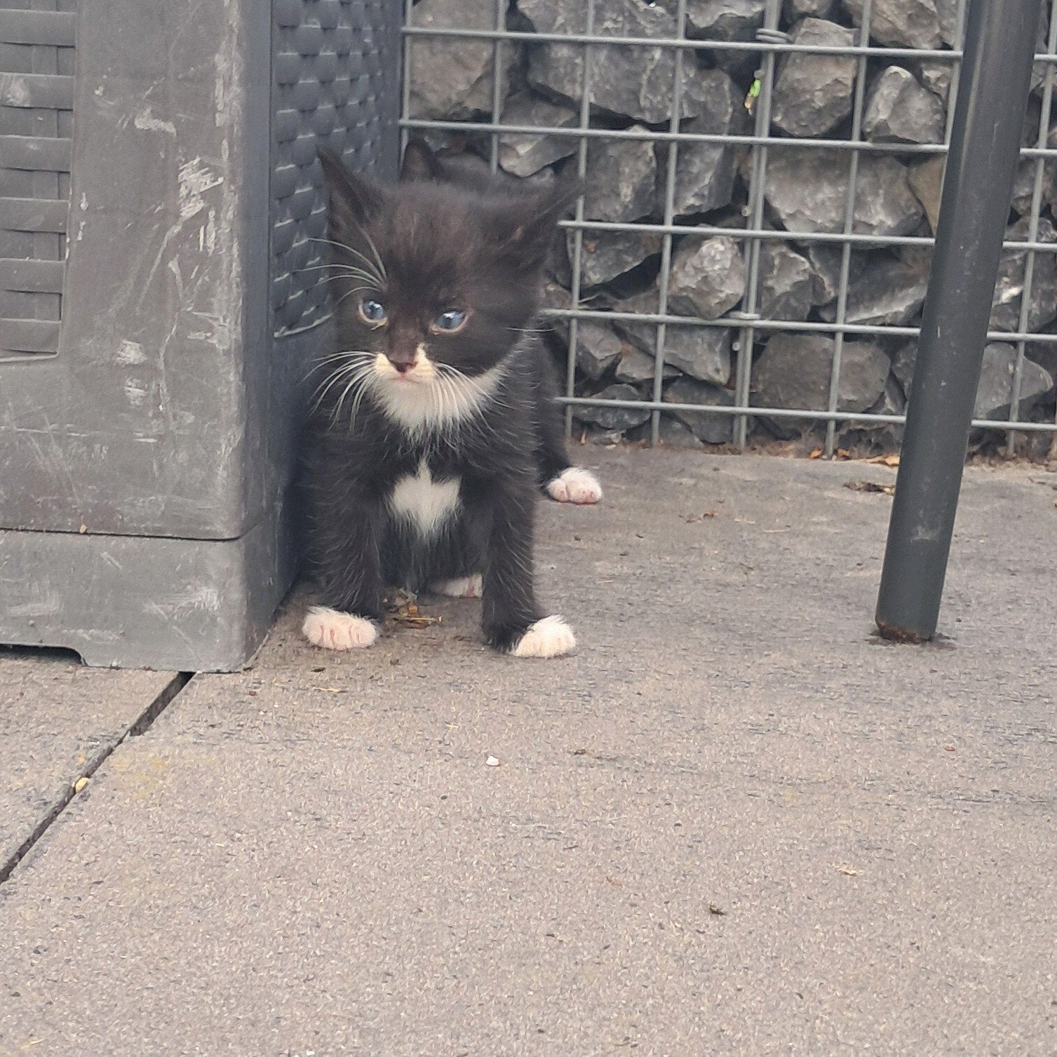 Jonge poesjes, Poes