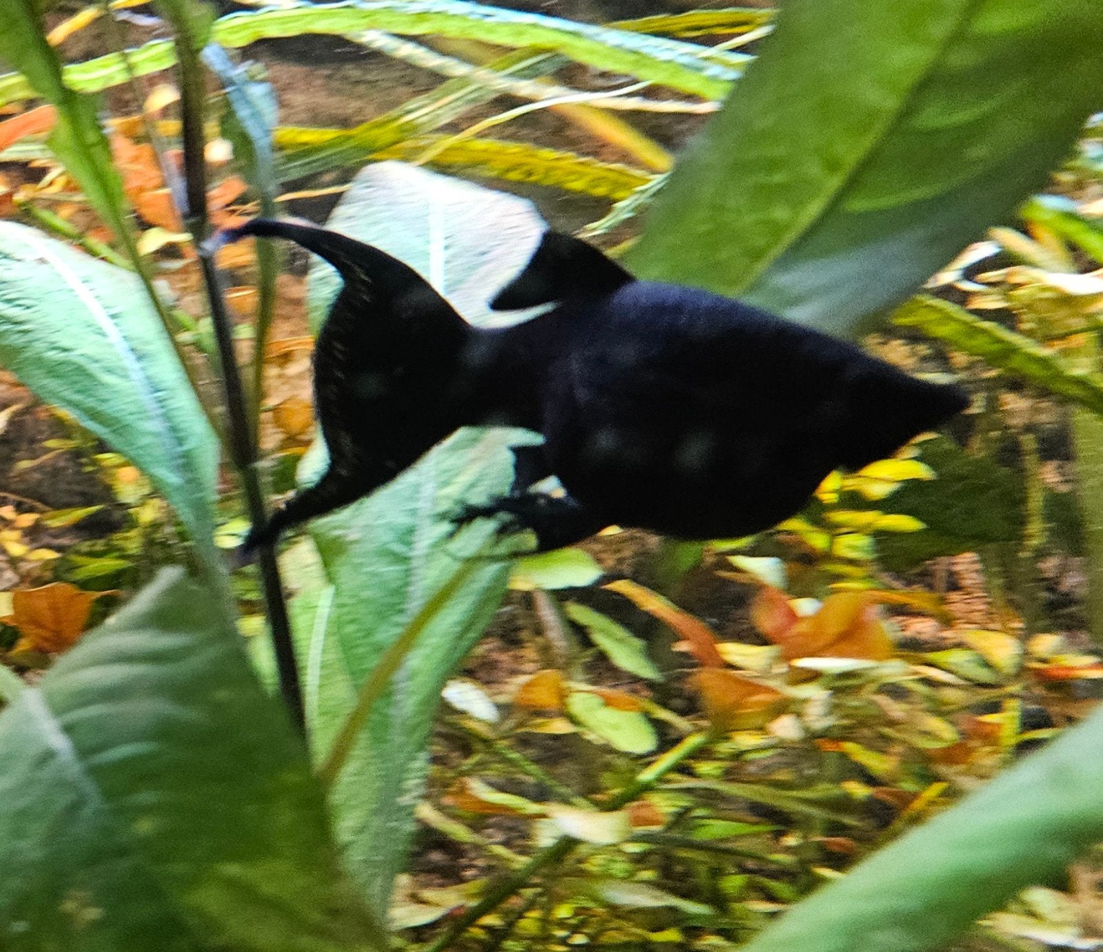 Jonge lierstaart black mollies, Dieren en Toebehoren, Vissen | Aquariumvissen, Vis