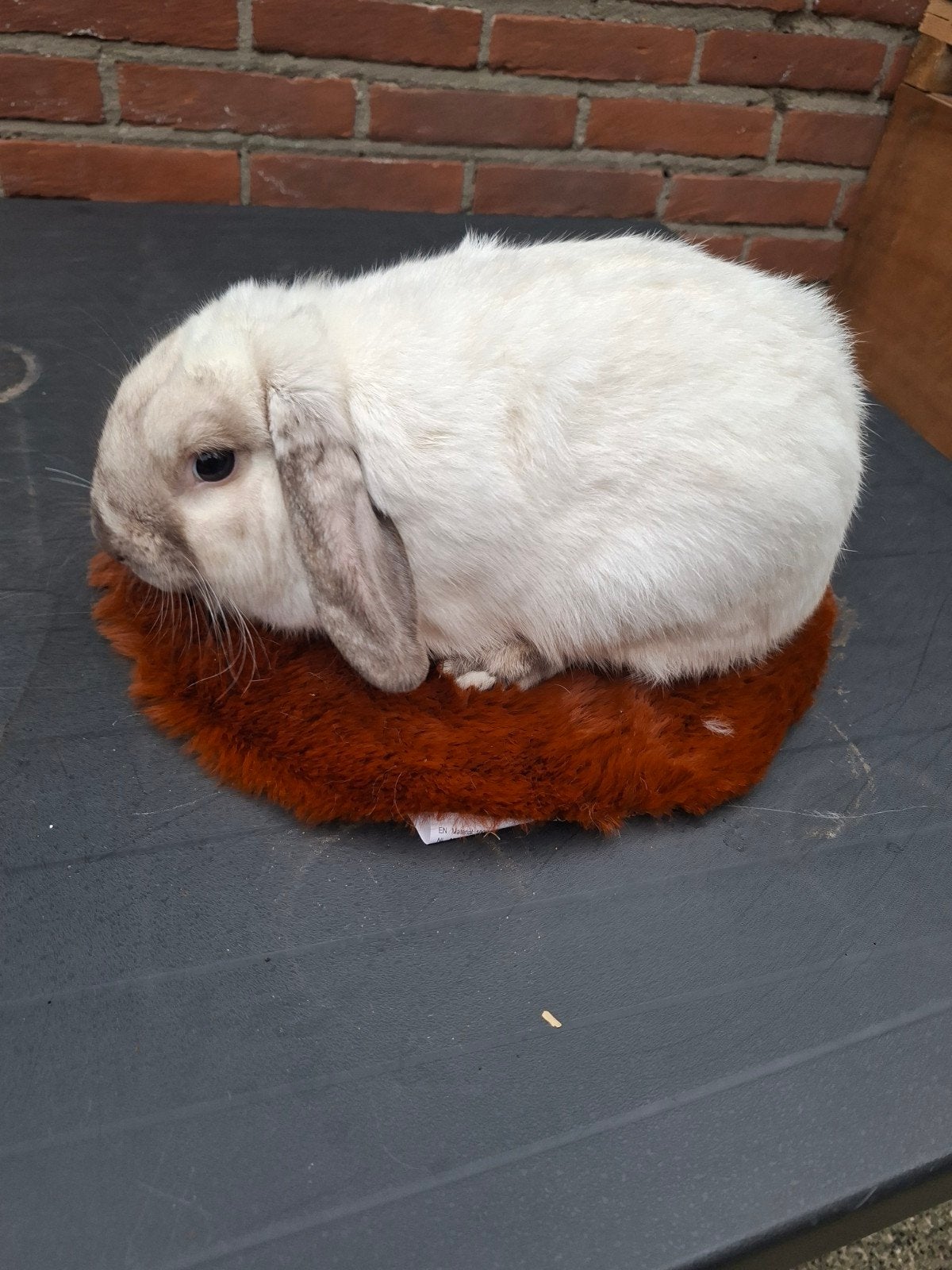 mooie raszuivere  nhd ram, Dieren en Toebehoren, Mannelijk, Dwerg, Hangoor, 0 tot 2 jaar