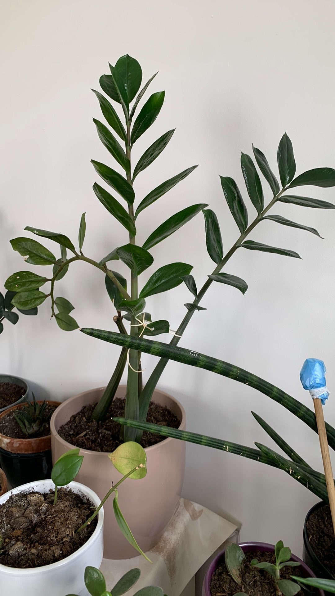 Vet plant met pot €10, Huis en Inrichting, Kamerplanten, Ophalen, Halfschaduw, Minder dan 100 cm