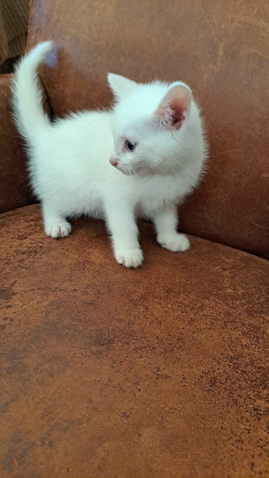 kittens Turkse angora wit mannetje rood vrouwtje, Meerdere dieren, 0 tot 2 jaar