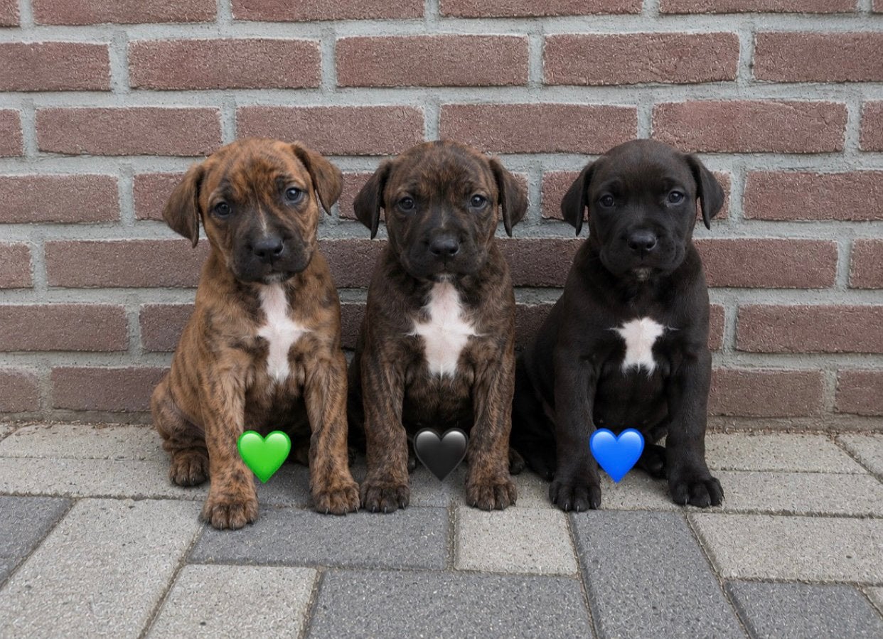 Kruising pitbull/stafford pups, 8 tot 15 weken, Meerdere, Meerdere dieren, Nederland