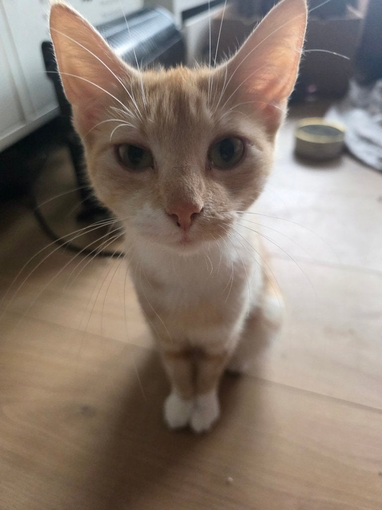 Kittens, Dieren en Toebehoren, Meerdere dieren, Ontwormd