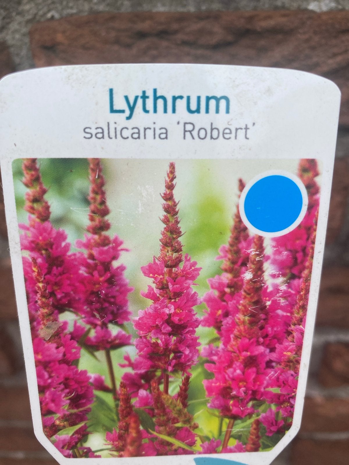 Lythrum salicaria 'Robert' - Rode Kattenstaart, Overige soorten, Volle zon, Vaste plant, Ophalen of Verzenden