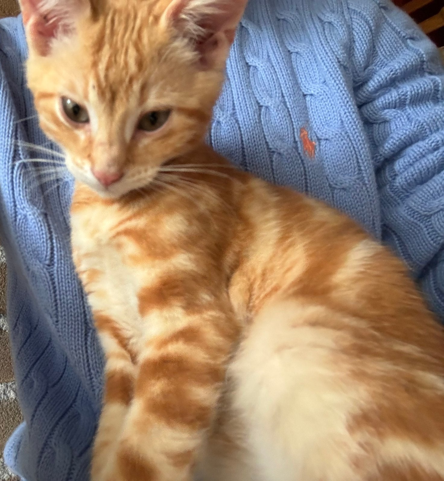 Lieve toyger kruising kittens, Dieren en Toebehoren, Meerdere dieren, Kortharig, 0 tot 2 jaar