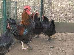 Marans kippen., Dieren en Toebehoren, Pluimvee, Kip, Vrouwelijk