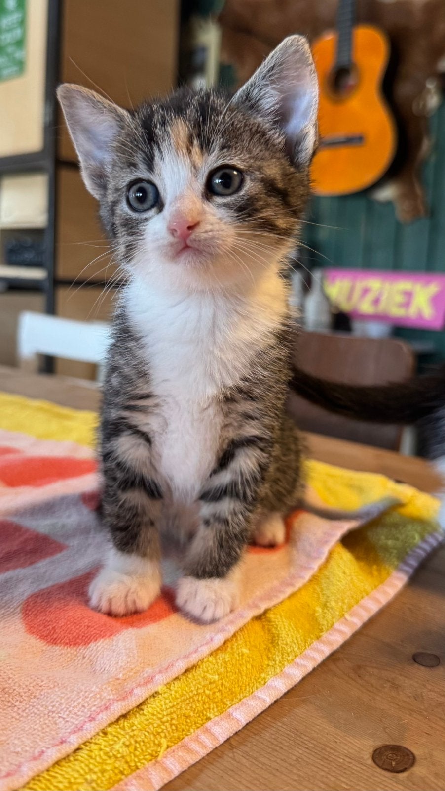 Kittens in leuke kleuren, Dieren en Toebehoren, Katten en Kittens | Overige Katten, Meerdere dieren, Kortharig