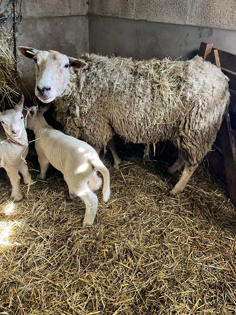 Ooi met lammeren, Dieren en Toebehoren, Meerdere dieren, Schaap, 0 tot 2 jaar