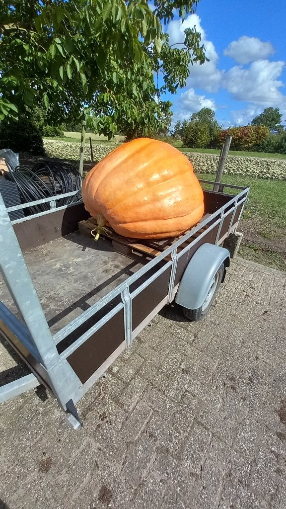 Gigantische  Reuzenpompoen, Tuin en Terras, Ophalen, Zo goed als nieuw, Overige materialen, Overige typen