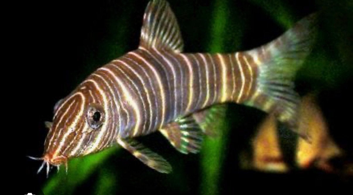 Tijgerbotia XL, Dieren en Toebehoren, Vissen | Aquariumvissen, Vis, Zoetwatervis, Schoolvis