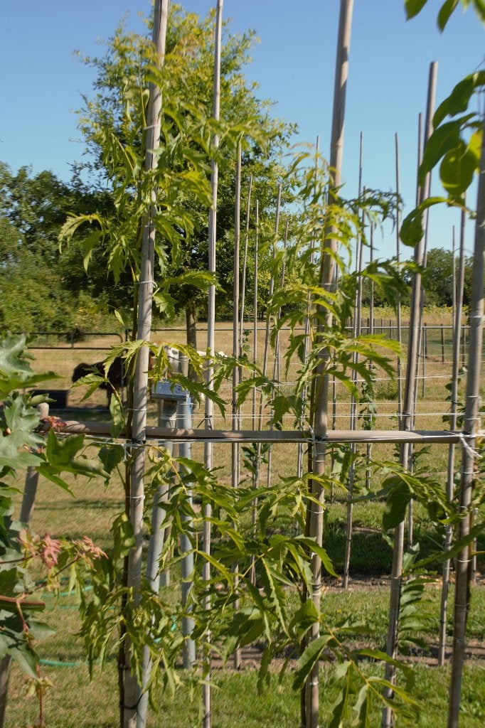 Walnoot (juglans regia laciniata), Overige soorten, Lente, 100 tot 250 cm, Ophalen