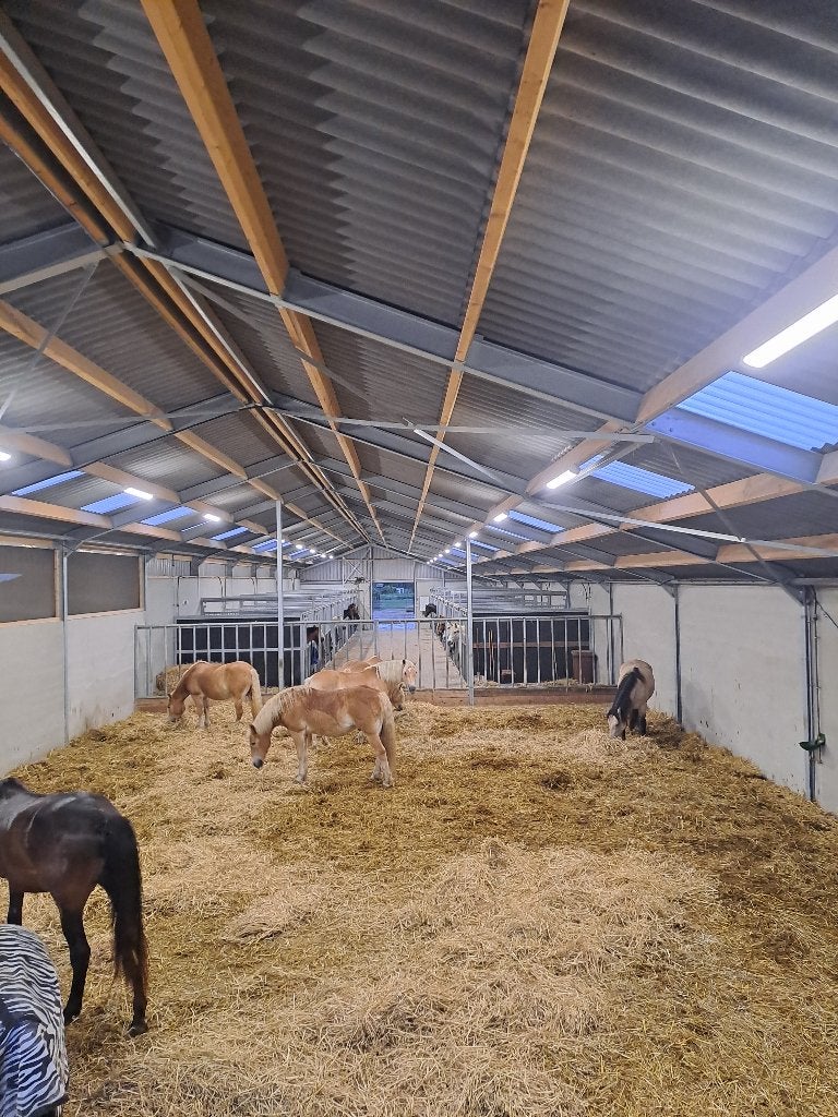 aangeboden: 24/7 buitenstalling pony <155, Dieren en Toebehoren, Stalling en Weidegang, Weidegang, 2 of 3 paarden of pony's