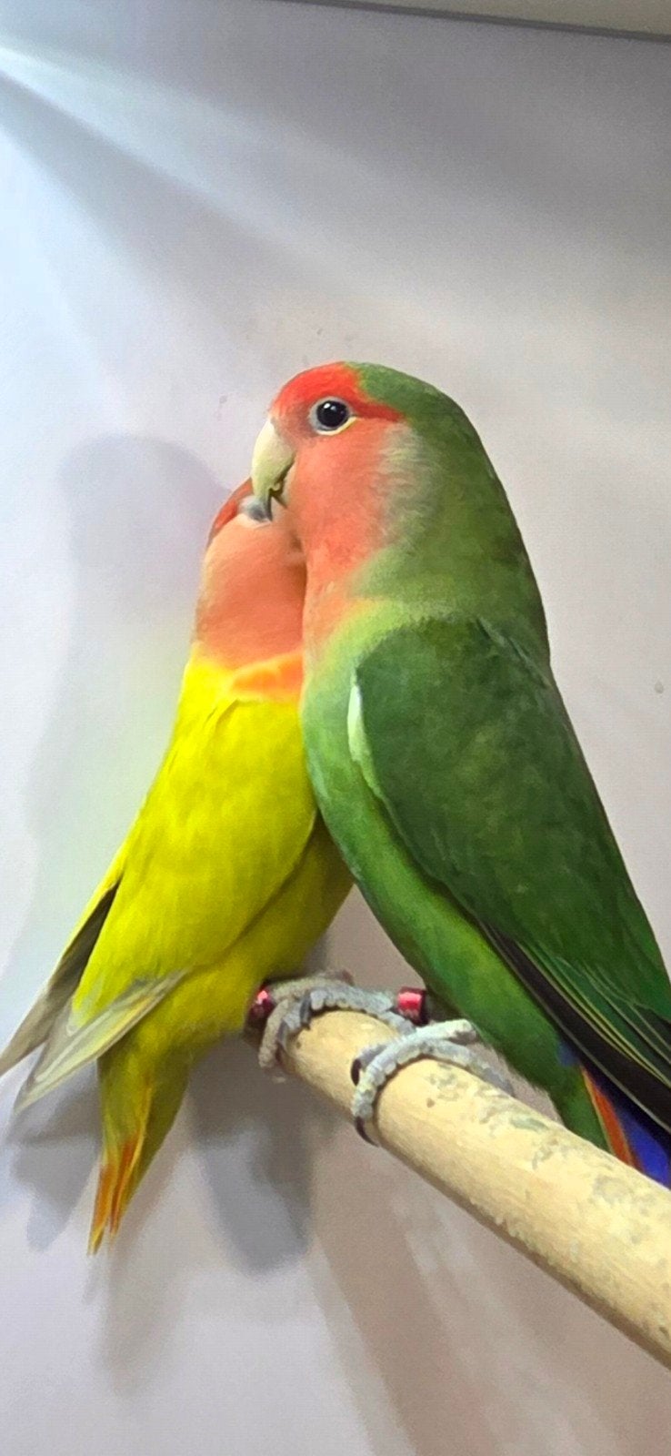 koppel roseicollis, Meerdere dieren, Dwergpapegaai of Agapornis, Geringd