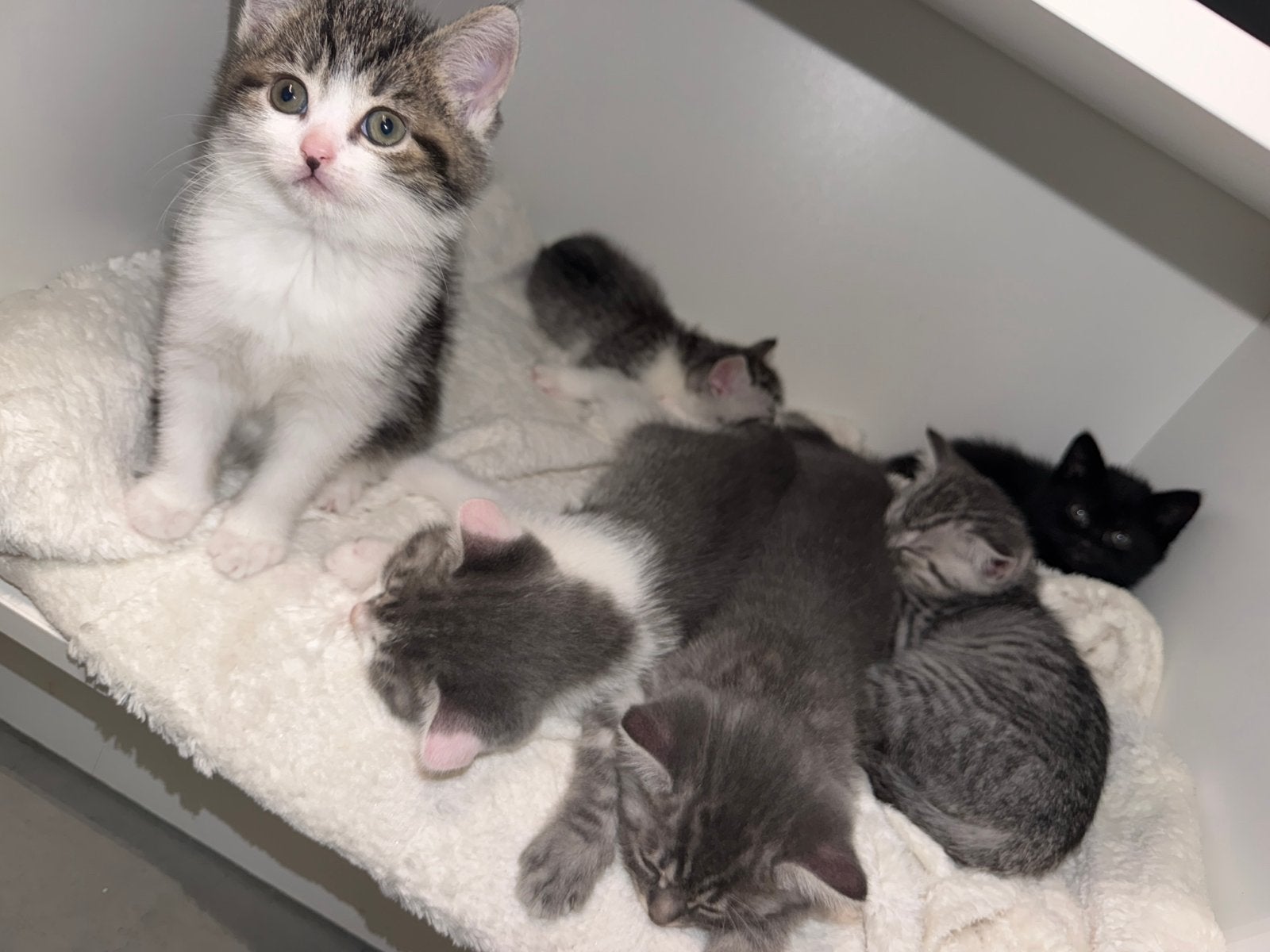 Britse korthaar x Europees kittens, Meerdere dieren, Kortharig, 0 tot 2 jaar