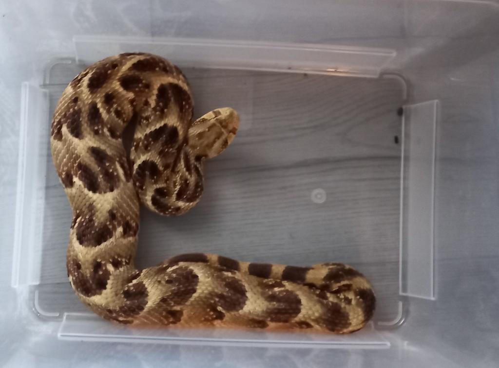 Bitis arietans somalica, Dieren en Toebehoren, Reptielen en Amfibieën, Slang, 3 tot 6 jaar
