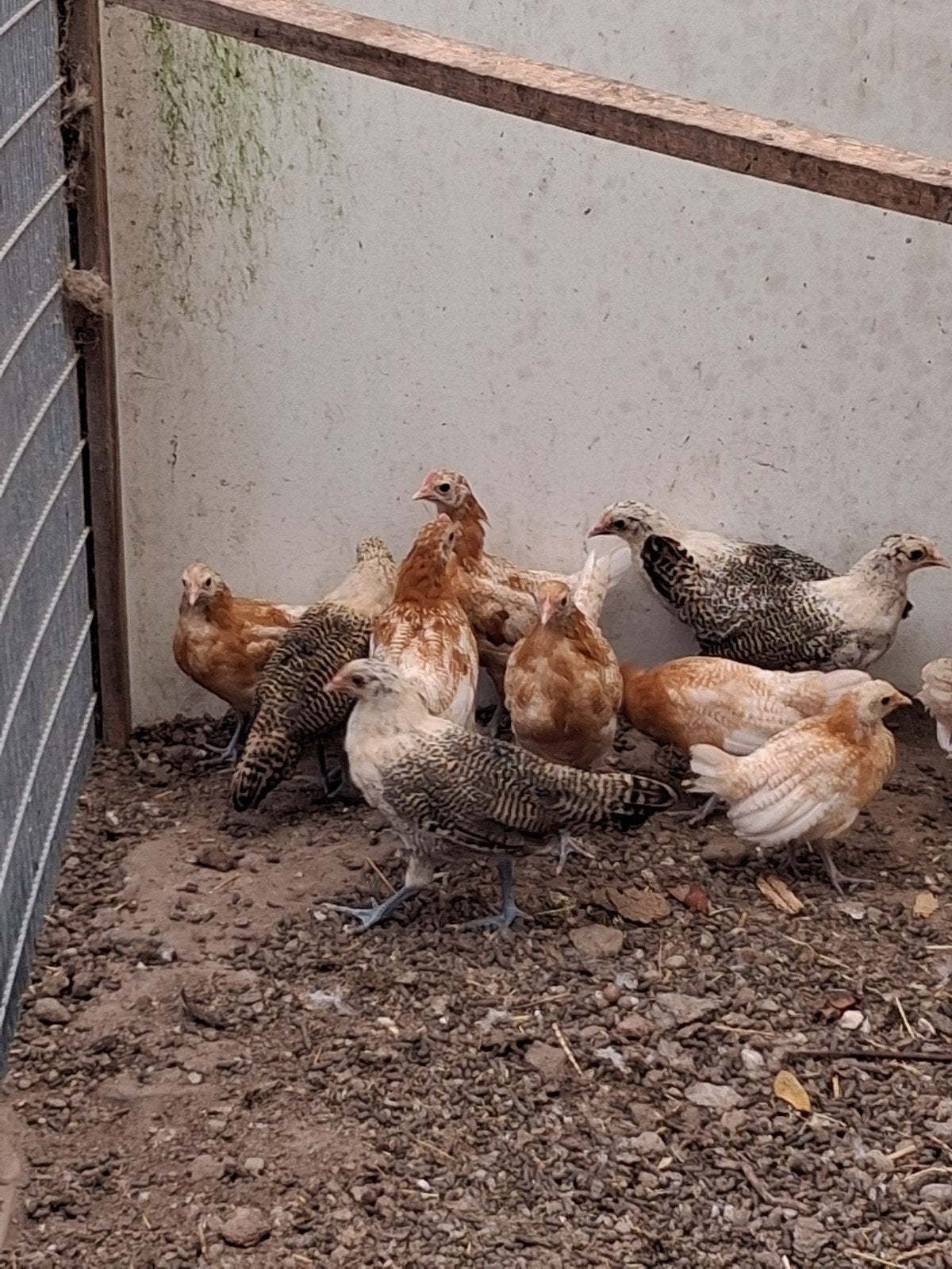 friese kip frieshoen, Meerdere dieren, Kip