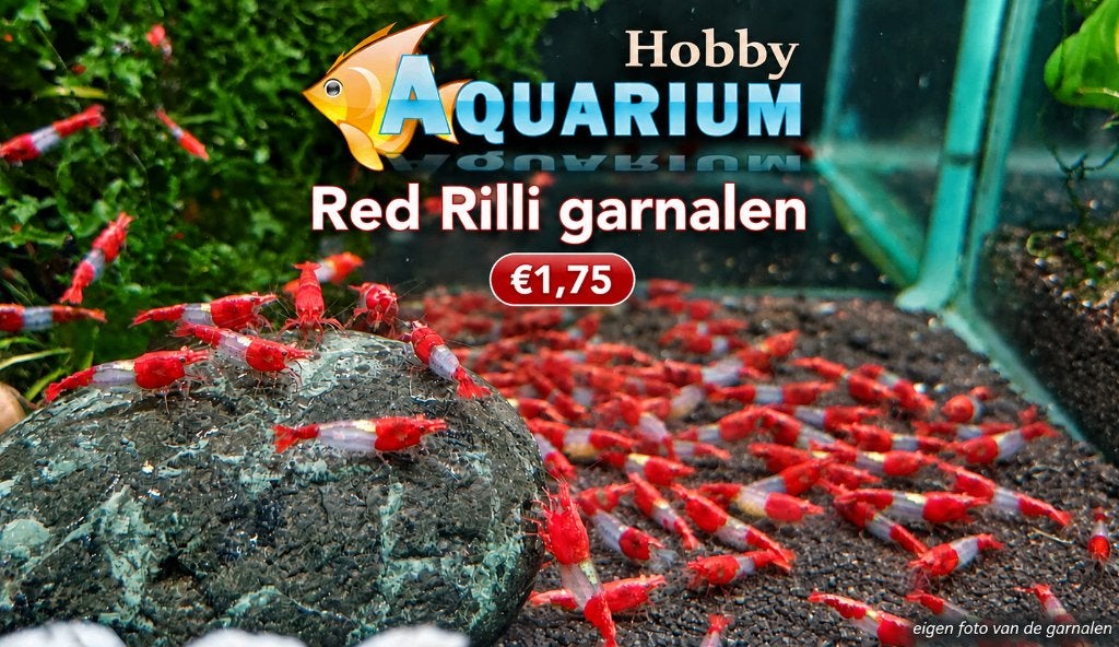 Hobbyaquarium Red Rilli/Rilly garnalen Zondag 20 Sept 12/17u, Kreeft, Krab of Garnaal, Zoetwatervis, Schoolvis