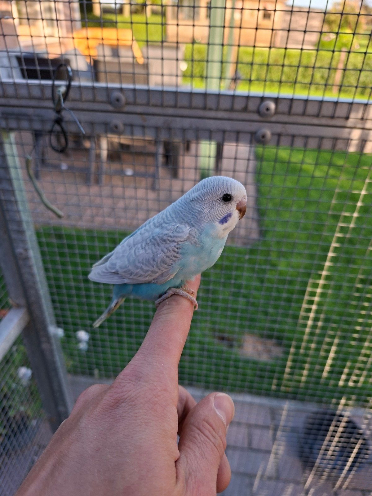 Jonge grasparkieten te koop, Dieren en Toebehoren, Geslacht onbekend, Parkiet