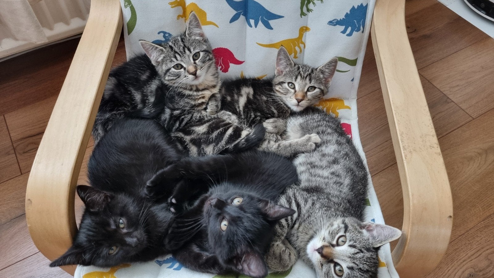 nog 2 kittens tekoop, mogen per direct naar een nieuw baasje, Dieren en Toebehoren, Meerdere dieren