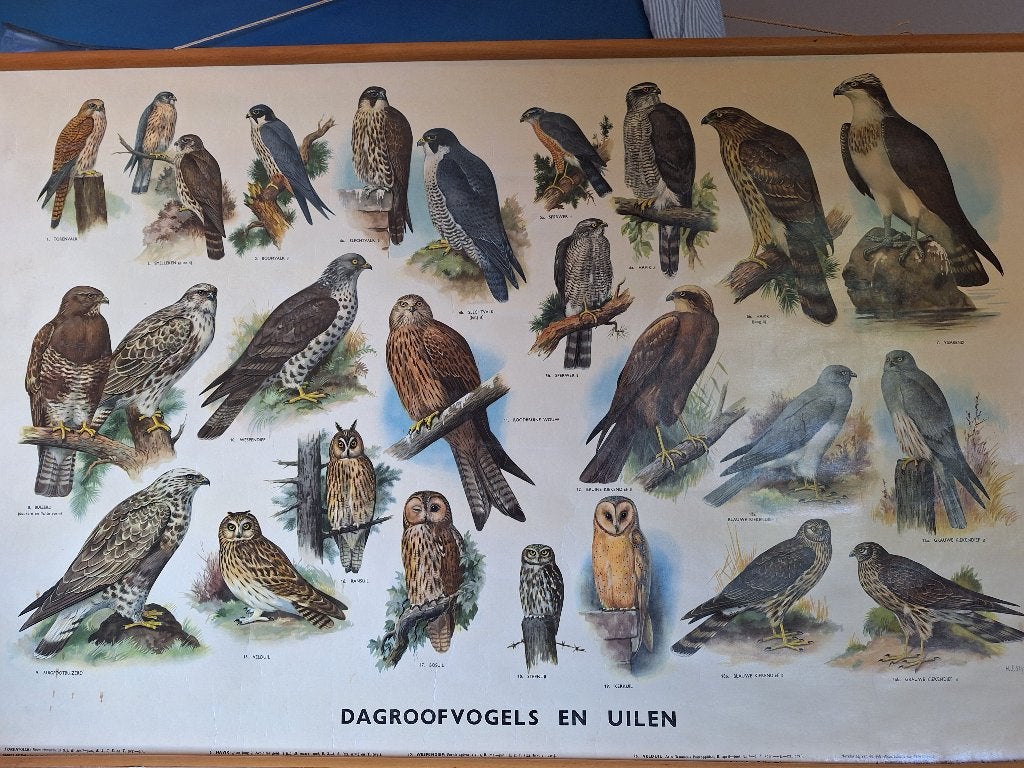 Schoolplaat dagroofvogels en uilen, Ophalen of Verzenden, Natuur en Biologie