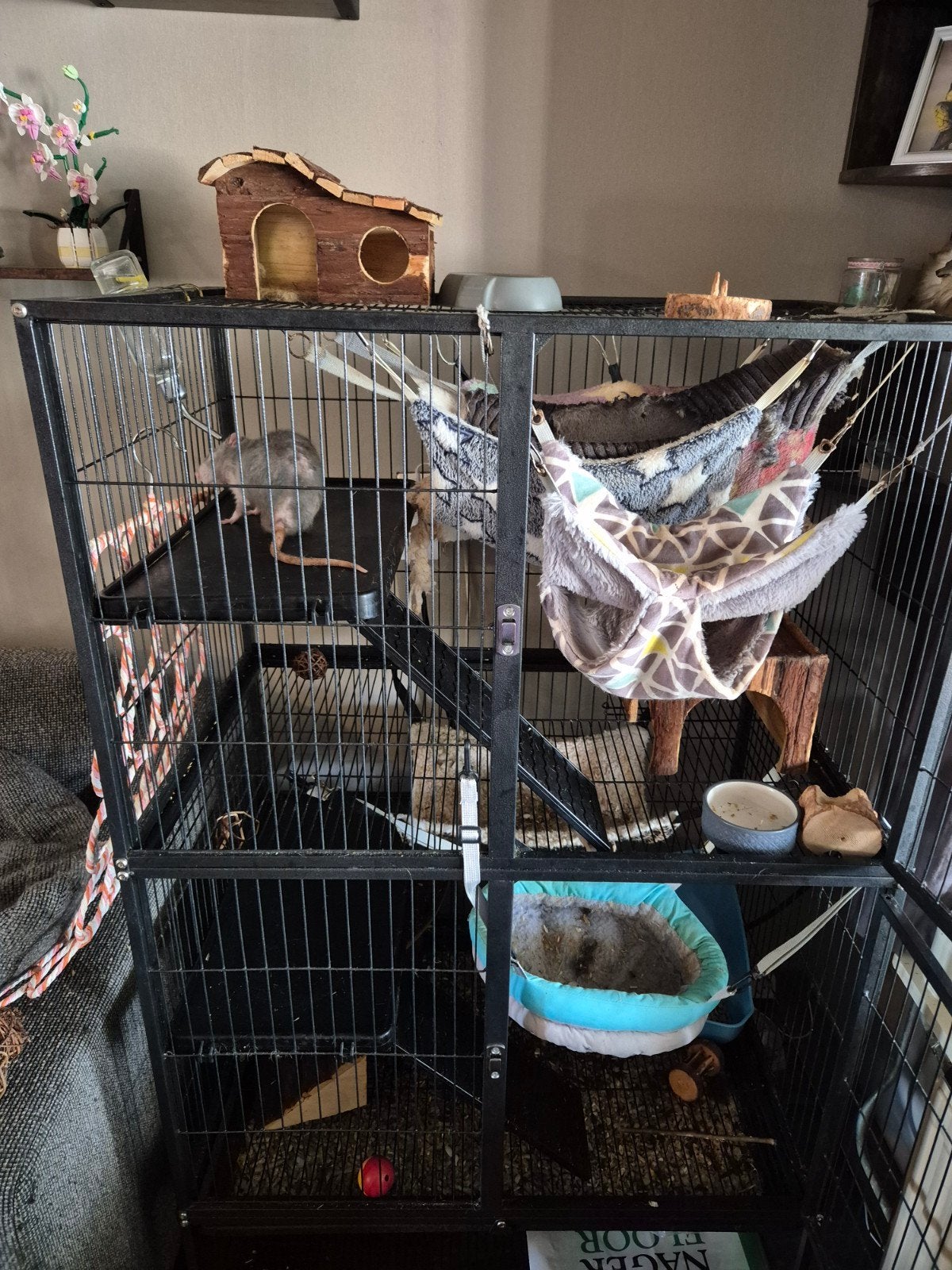 3 ratjes + kooi + toebehoren, Ophalen, Gebruikt, 90 cm of meer, 75 tot 110 cm