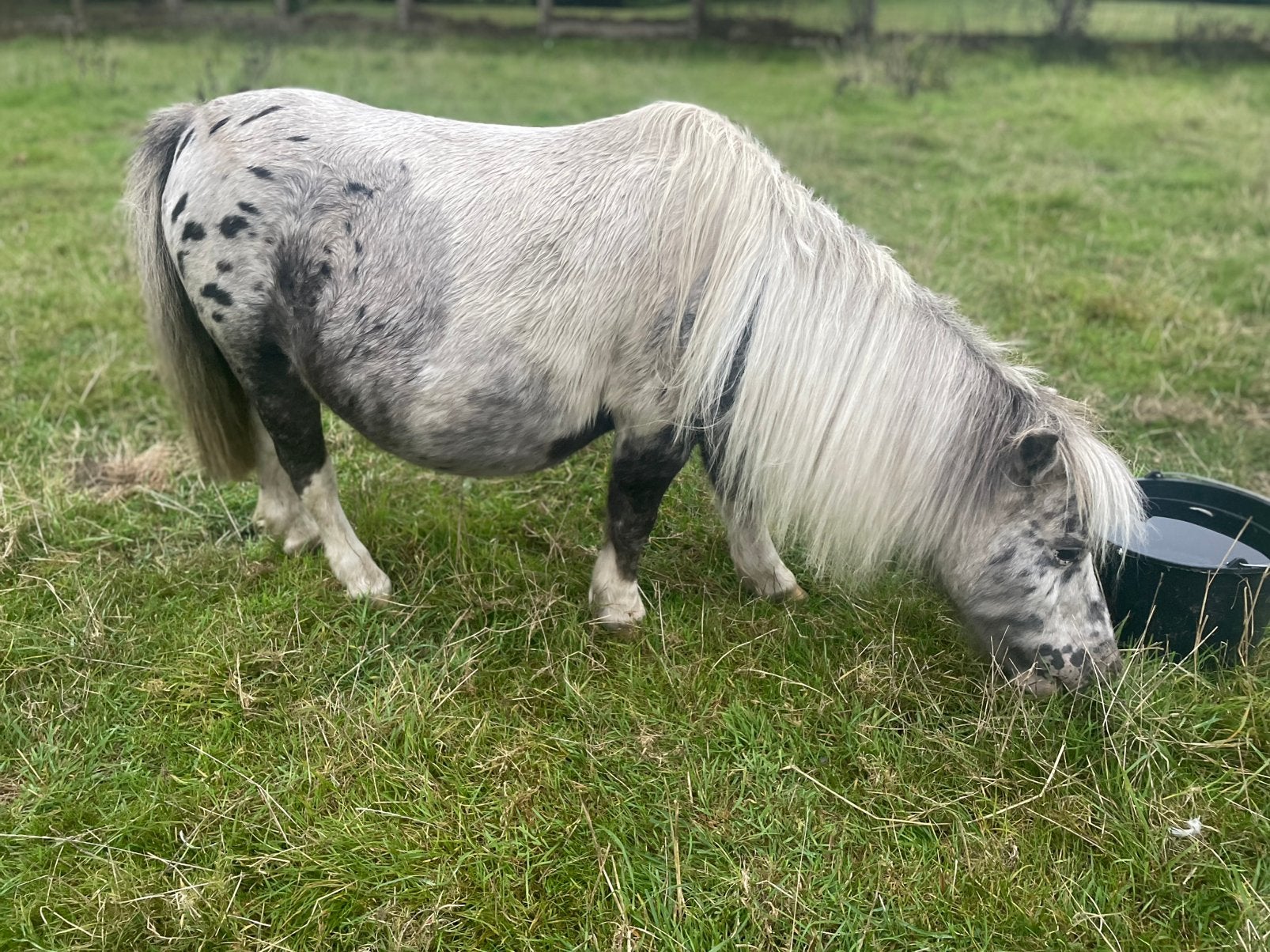 Pintaloosa shetland merrie
